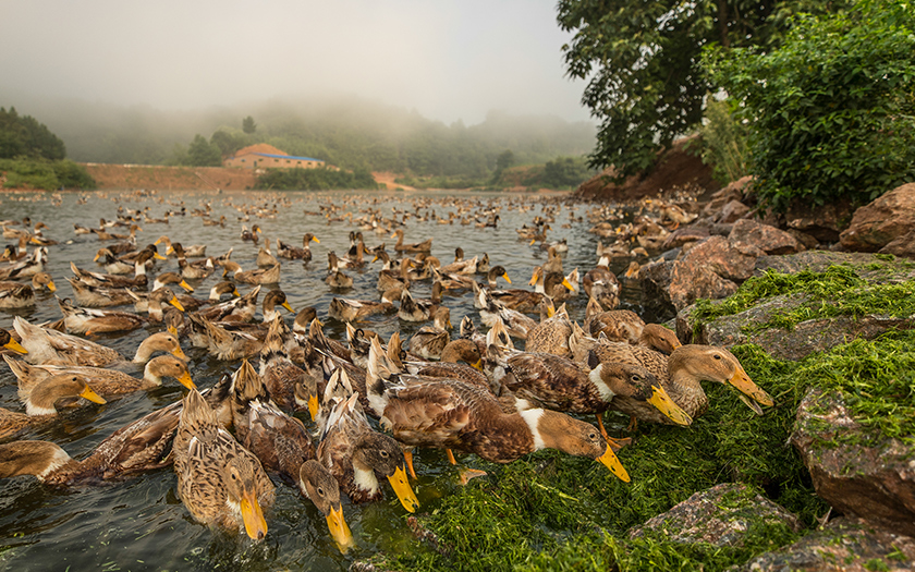 臨武鴨產(chǎn)業(yè)帶動(dòng)脫貧的故事上了湖南新聞聯(lián)播